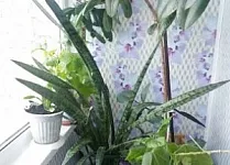 Наши работы